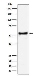 PDCD7 Recombinant Rabbit Monoclonal Antibody (K01_4P25)