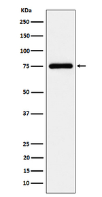 Tug Recombinant Rabbit Monoclonal Antibody (K01_4P26)