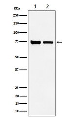CPSF3 Antibody in Western Blot (WB)