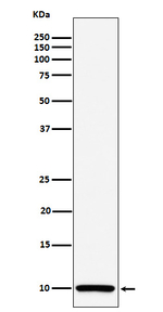 COX6B1 Recombinant Rabbit Monoclonal Antibody (K01_4P28)