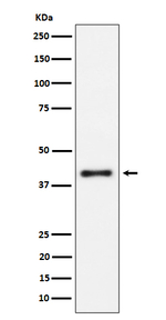 IL15RA Recombinant Rabbit Monoclonal Antibody (K01_4P32)