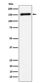 Contactin 4 Recombinant Rabbit Monoclonal Antibody (K01_4P33)
