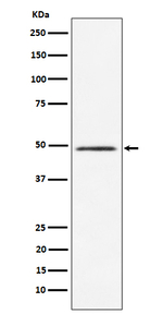 HEAB Recombinant Rabbit Monoclonal Antibody (K01_4P34)