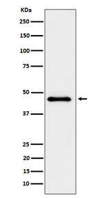 ELP4 Recombinant Rabbit Monoclonal Antibody (K01_4P35)