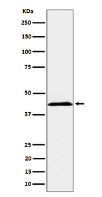 NKp44 Antibody in Western Blot (WB)