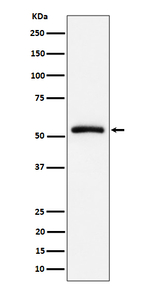 CAP1 Antibody in Western Blot (WB)