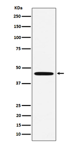 MC5R Recombinant Rabbit Monoclonal Antibody (K01_4P38)
