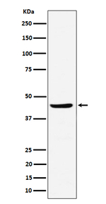 NDRG3 Antibody in Western Blot (WB)