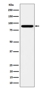 HOOK2 Recombinant Rabbit Monoclonal Antibody (K01_4P41)