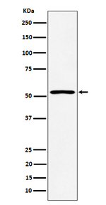 SAMM50 Antibody in Western Blot (WB)