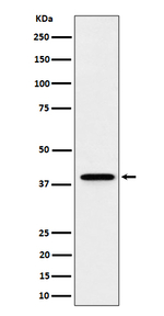 DCAF7 Recombinant Rabbit Monoclonal Antibody (K01_4P46)