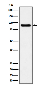 C1S Antibody in Western Blot (WB)