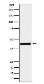 DPF2 Recombinant Rabbit Monoclonal Antibody (K01_4P52)