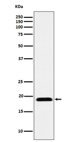 MRLC2 Antibody in Western Blot (WB)