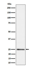 MRPS15 Recombinant Rabbit Monoclonal Antibody (K01_4P55)