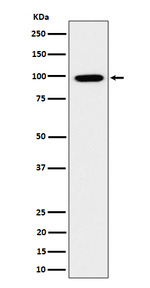 GRAF Antibody in Western Blot (WB)
