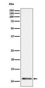 UQCRH Recombinant Rabbit Monoclonal Antibody (K01_4P59)