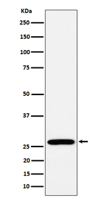 RPL13 Recombinant Rabbit Monoclonal Antibody (K01_4P63)