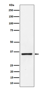 Kallikrein 8 Recombinant Rabbit Monoclonal Antibody (K01_4P64)