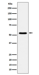TOE1 Recombinant Rabbit Monoclonal Antibody (K01_4P66)