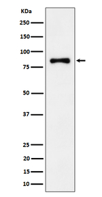 ALDH16A1 Recombinant Rabbit Monoclonal Antibody (K01_4P67)