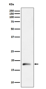 RPL26L1 Recombinant Rabbit Monoclonal Antibody (K01_4P68)