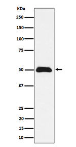 ABRA1 Antibody in Western Blot (WB)