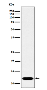 PCBD1 Recombinant Rabbit Monoclonal Antibody (K01_4P71)