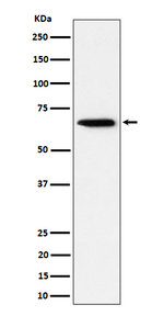 SCP2 Recombinant Rabbit Monoclonal Antibody (K01_4P72)