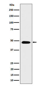 COPS4 Antibody in Western Blot (WB)