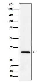 IL-33 Recombinant Rabbit Monoclonal Antibody (K01_4P77)