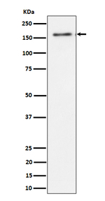 TMF1 Recombinant Rabbit Monoclonal Antibody (K01_4P82)