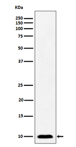 NDUFAB1 Recombinant Rabbit Monoclonal Antibody (K01_4P85)