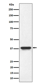 NMI Recombinant Rabbit Monoclonal Antibody (K01_4P86)