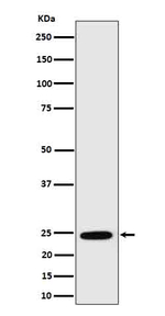 RALA Antibody in Western Blot (WB)
