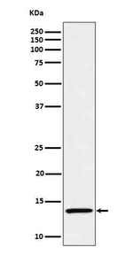 IL-15 Recombinant Rabbit Monoclonal Antibody (K01_4P94)