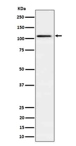 UBE1L Recombinant Rabbit Monoclonal Antibody (K01_4P95)