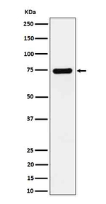 Dopamine beta Hydroxylase Recombinant Rabbit Monoclonal Antibody (K01_4Q02)