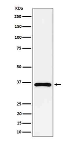 GAS2 Recombinant Rabbit Monoclonal Antibody (K01_4Q03)