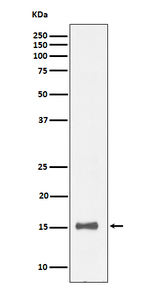 IL-13 Recombinant Rabbit Monoclonal Antibody (K01_4Q04)