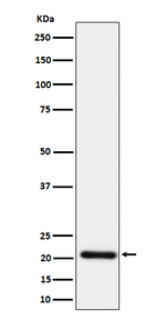 HN1 Recombinant Rabbit Monoclonal Antibody (K01_4Q05)