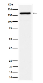 eIF3a Recombinant Rabbit Monoclonal Antibody (K01_4Q07)