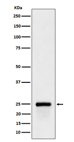 GSTA4 Recombinant Rabbit Monoclonal Antibody (K01_4Q08)