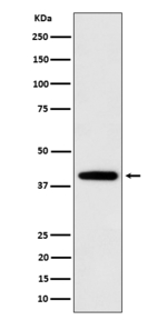 SEC14L2 Antibody in Western Blot (WB)