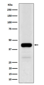 NFE2 Recombinant Rabbit Monoclonal Antibody (K01_4Q10)