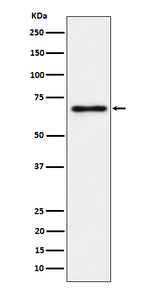 NR2C2 Recombinant Rabbit Monoclonal Antibody (K01_4Q11)