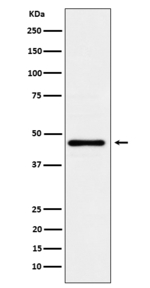 LFNG Recombinant Rabbit Monoclonal Antibody (K01_4Q12)