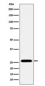 HOXC6 Recombinant Rabbit Monoclonal Antibody (K01_4Q14)