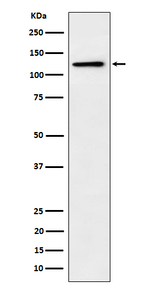 Palladin Recombinant Rabbit Monoclonal Antibody (K01_4Q21)