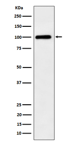 DSC1 Recombinant Rabbit Monoclonal Antibody (K01_4Q22)